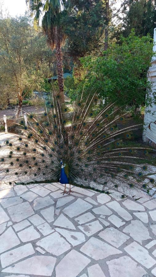 Angels Garden Kumluca Exterior photo